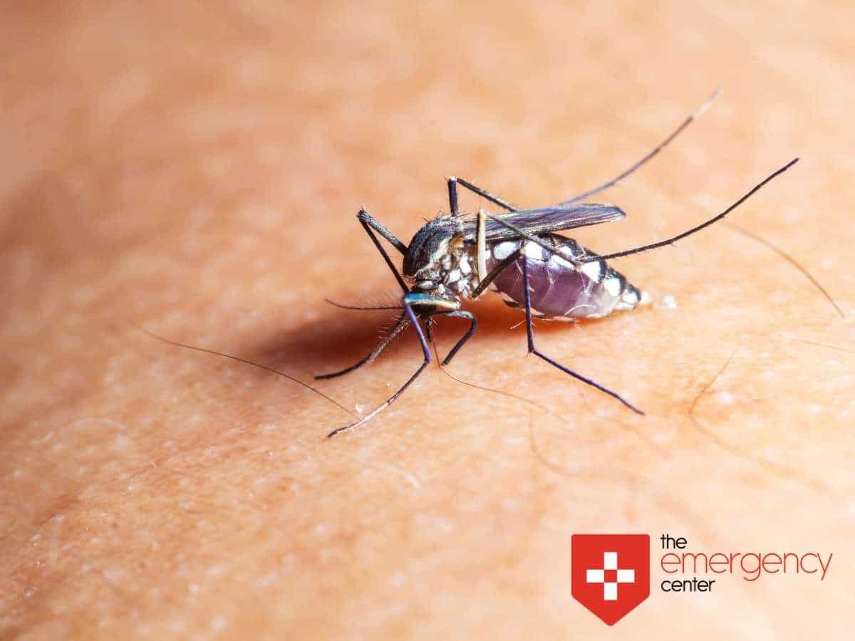 West Nile Virus Mosquito In Texas